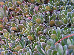 Traubensteinbrech