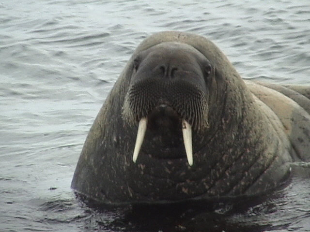 Walross in Spitzbergen